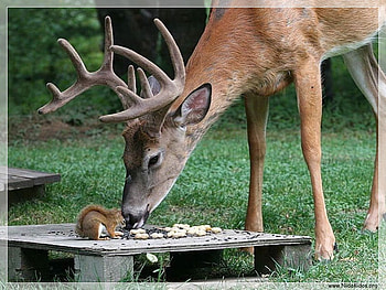 deer, animals HD wallpaper