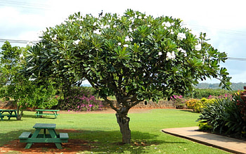 Plumeria Tree 1, graphy, Tree, Plumeria, wide screen, Hawaii, cruise, , travel, ocean HD wallpaper