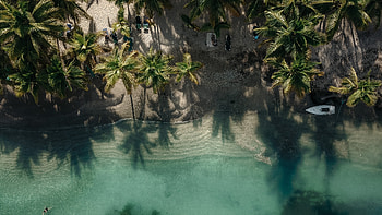 Exotic, beach, palm trees, drone view HD wallpaper