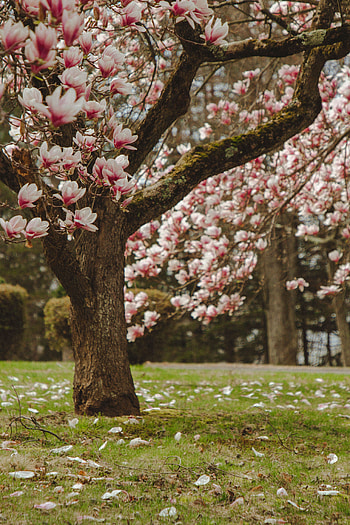 Flowers, Pink, Wood, Tree, Bloom, Flowering, Magnolia HD phone wallpaper