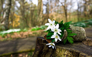 Flowers, Forest, Greens, Stump, Penek, Birch Bark, Beresta HD wallpaper