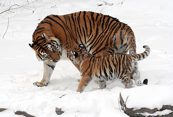 Animals, Tigers, Snow, Young, Stroll, Joey, Tenderness HD wallpaper