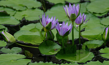 Flowers, Water, Leaves, Swamp, Water Lilies HD wallpaper