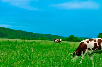 Cows grazing peacefully in a lush green pasture under a clear blue sky, embodying a tranquil rural summer scene. HD wallpaper