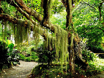 green forest, nature, lovely, forest, green HD wallpaper