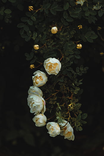 A cluster of blooming white roses surrounded by dark green leaves, creating a moody floral ambiance. HD phone wallpaper