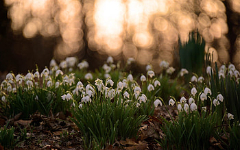 Nature, Flowers, Leaves, Plant, Beams, Bunches HD wallpaper
