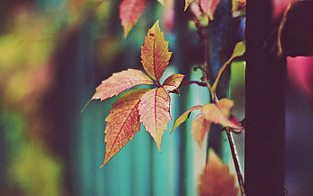 Nature, Leaves, Plant, Branch HD wallpaper