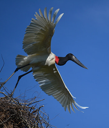 Jabiru, African bushsnob, Surprising Africa, Stork species HD phone wallpaper