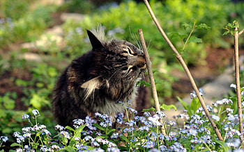 Animals, Flowers, Grass, Cat, Branches HD wallpaper