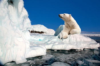 Polar Bear on an Ice Flow, bears, nature, iceberg, animals HD wallpaper