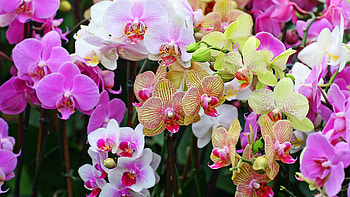 Orchids , Exquisite flowers, Nature's artwork, collection HD wallpaper