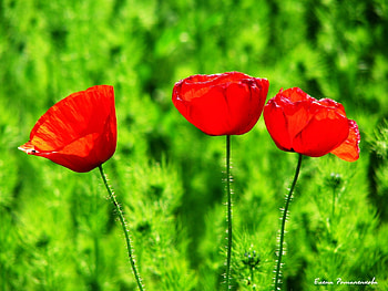 Plants, Flowers, Tulips HD wallpaper