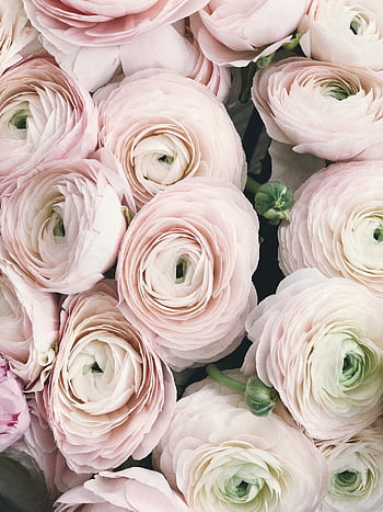 Soft pastel pink ranunculus flowers in a delicate bouquet, perfect for weddings and romantic celebrations. HD phone wallpaper