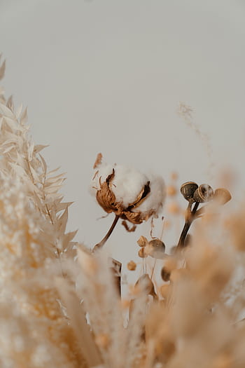 Artistic close-up of dried floral bouquet featuring cotton balls and eucalyptus against a soft backdrop. HD phone wallpaper