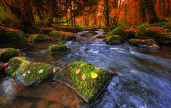 Fall forest, fall, brook, autumn, forest, foliage, stones, stream, beautiful, leaves, trees HD wallpaper