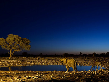 Elephant and giraffe, animal, wildlife, elephant, giraffe, jungle HD wallpaper