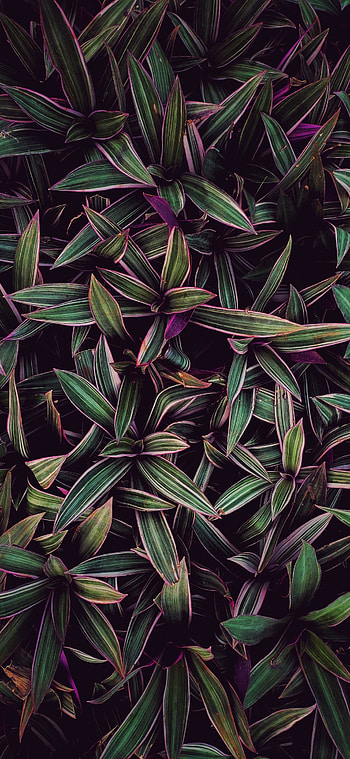 Leaves stripes, long, plants HD phone wallpaper