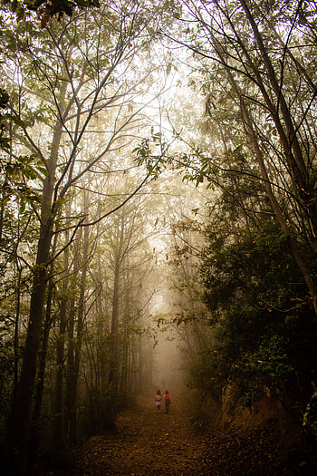 Nature, Children, Forest, Fog, Path, Stroll HD phone wallpaper