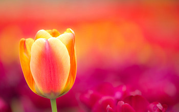 Plants, Flowers, Tulips HD wallpaper