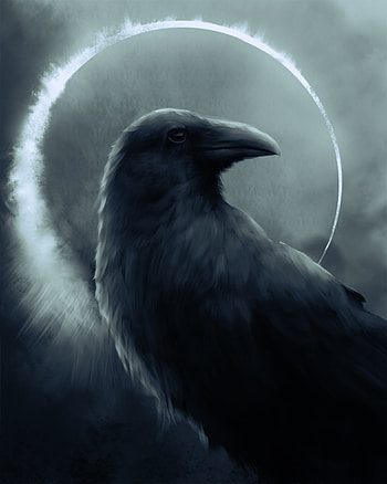 Art, Dark, Bird, Circle, Raven HD phone wallpaper