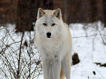 White Lakota Wolf, dog, white, wolf, snow HD wallpaper