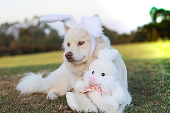 Animals, Dog, Toy, Hare HD wallpaper