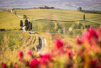 Tuscany, grass, nature, field HD wallpaper