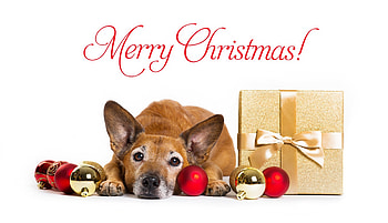 :), card, craciun, caine, dog, christmas, new year HD wallpaper