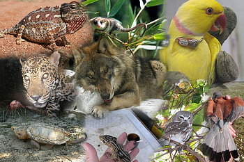 The Animal World, dogs, cats, lizards, puppies, elephants, horses, parrots, animals, water, snakes, gray wolves, wolves, habitats, leaves, wildlife, jaguars, space, nature, reptiles HD wallpaper