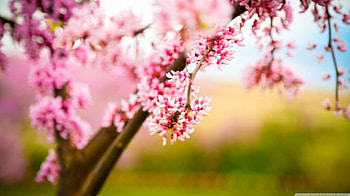 Refreshing, bokeh, softness, graphy, , spring, summer, pink, abstract, flower, close-up, nature, , macro, blossom HD wallpaper