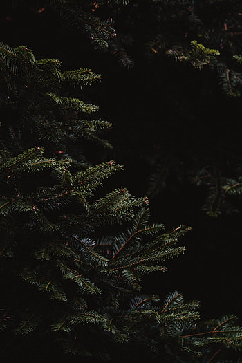 Needle, Dark, Branches, Fir, Spruce HD phone wallpaper