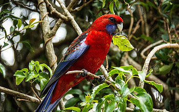 Animals, Parrots, Bird, Beautiful, Branch HD wallpaper