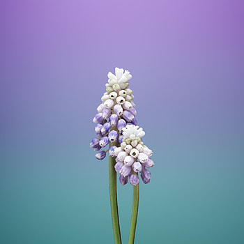 ios 11, stock, flower, muscari, gradient, minimal HD phone wallpaper