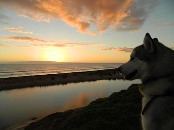 Admiring the View :), dog, watching, sunset, ocean, beach HD wallpaper