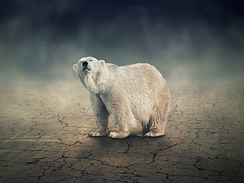Solitary polar bear, s, Nature graphy, Stunning HD wallpaper