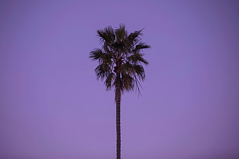 Nature, Sky, Wood, Tree, Palm, Lonely, Alone HD wallpaper