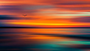 Evening Inferno, sky, orange, sea, bird, nature HD wallpaper