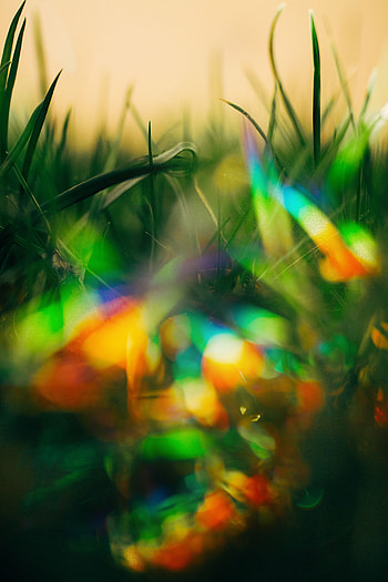Grass, Macro, Glare, Multicolored, Motley, Bokeh, Boquet HD phone wallpaper