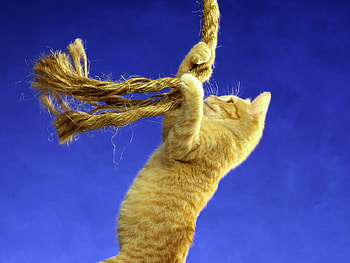 Cat playing, sweet, animal, kitten, mammal, cat, feline, play HD wallpaper