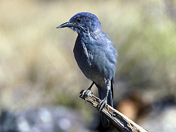 Blue Bird, blue, cool, bird HD wallpaper