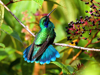 Jewel of the sky, blue, branch, black, humming bird, green, irradescent, beauty, tree HD wallpaper