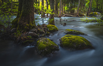 River, nature, jungle, tree HD wallpaper