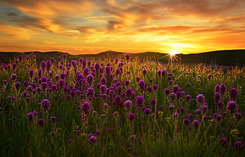 Golden sunrise, Captivating flower field HD wallpaper
