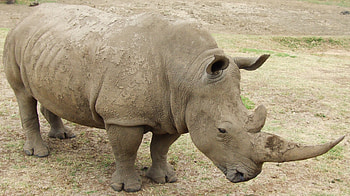 Animals, Grass, Mud, Dirt, Rhinoceros HD wallpaper