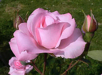 Rose, pink, bud, flower HD wallpaper