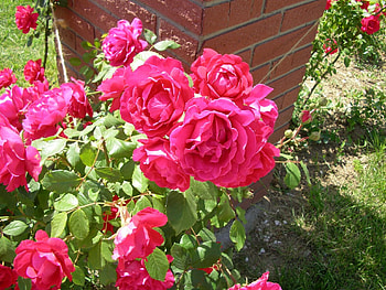 Roses, green, red, beauty HD wallpaper