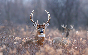 Deer , Animal , Serene scene, Nature's wonder HD wallpaper
