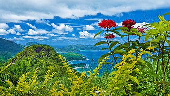 Coastline at Spring, sea, blossoms, green, clouds, trees, landscape, sky, flowers HD wallpaper