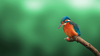 High-quality backgrounds, Birds, resolution HD wallpaper